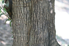 Pouteria gardneriana